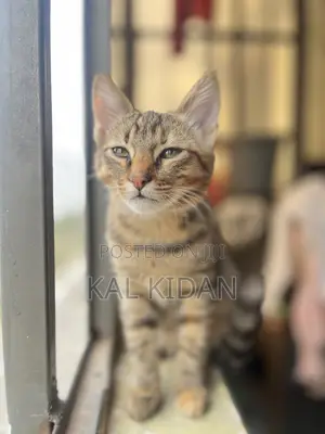 3-6 months Male Mixed Breed Abyssinian