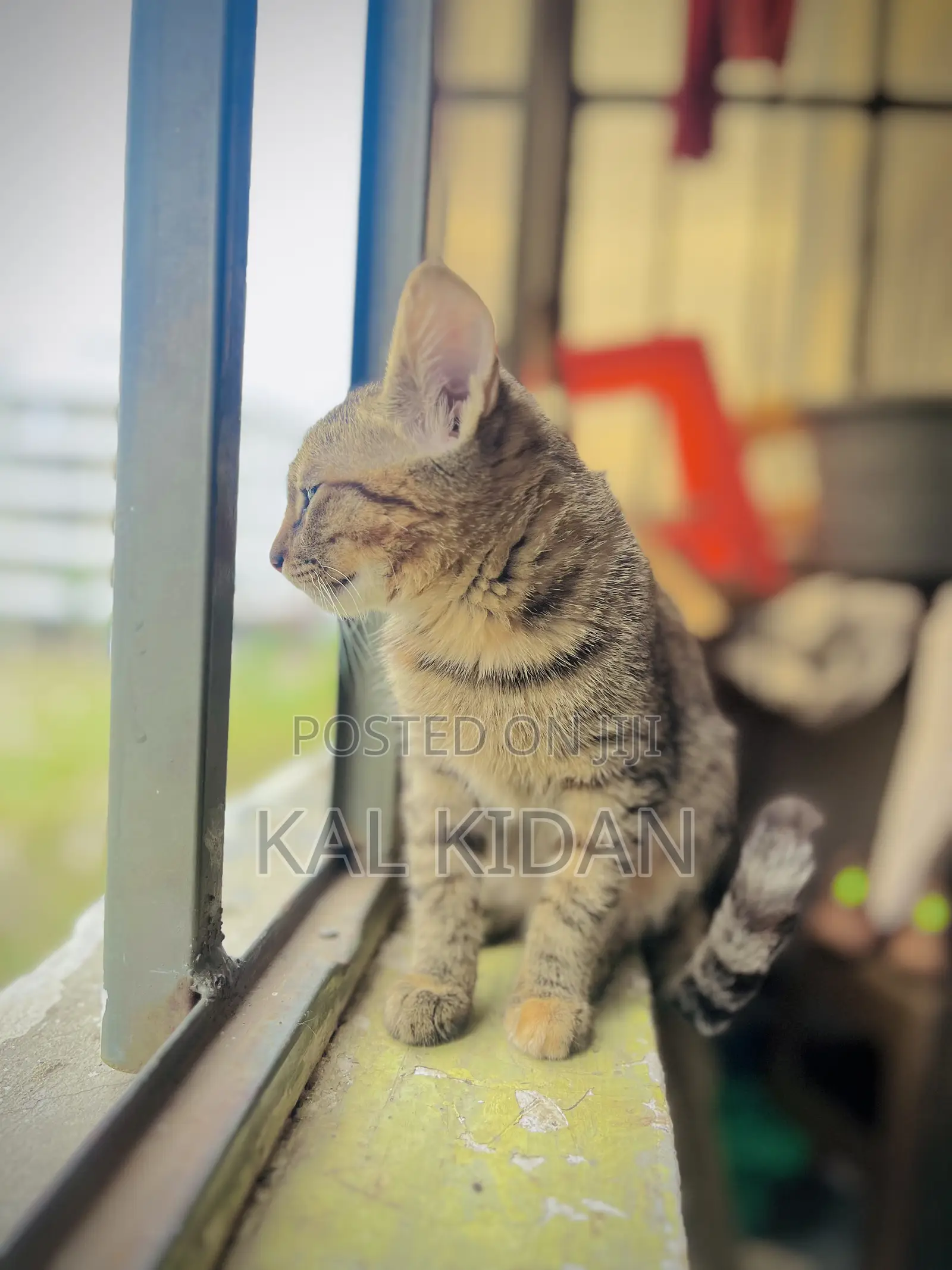 3-6 months Male Mixed Breed Abyssinian