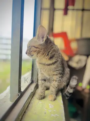 3-6 months Male Mixed Breed Abyssinian