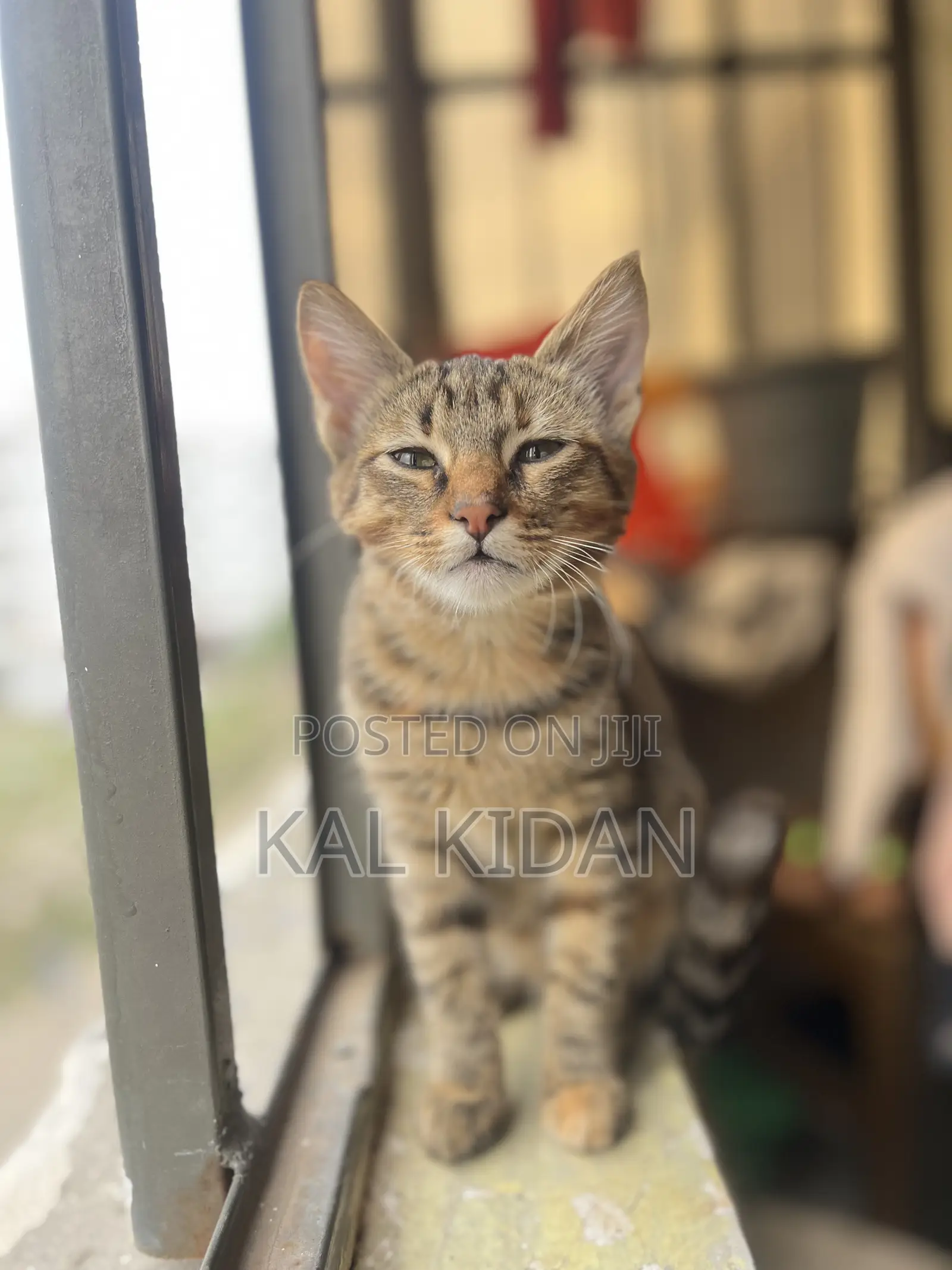 3-6 months Male Mixed Breed Abyssinian