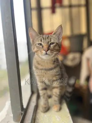 3-6 months Male Mixed Breed Abyssinian