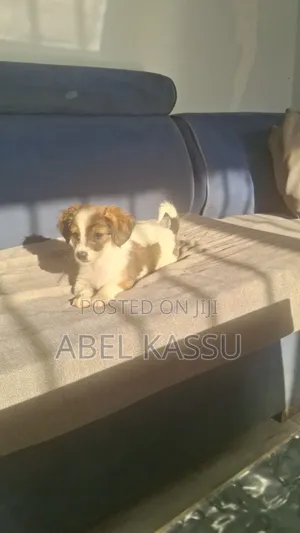 1-3 months Male Mixed Breed Chihuahua