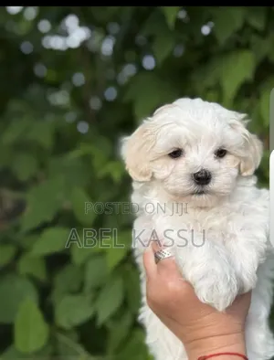 1-3 months Male Purebred Maltese