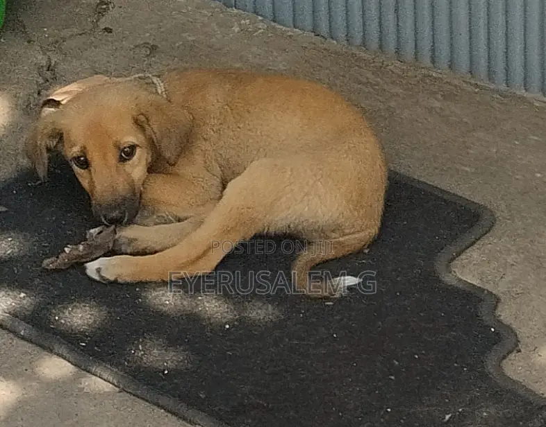 3-6 months Female Mixed Breed Dog