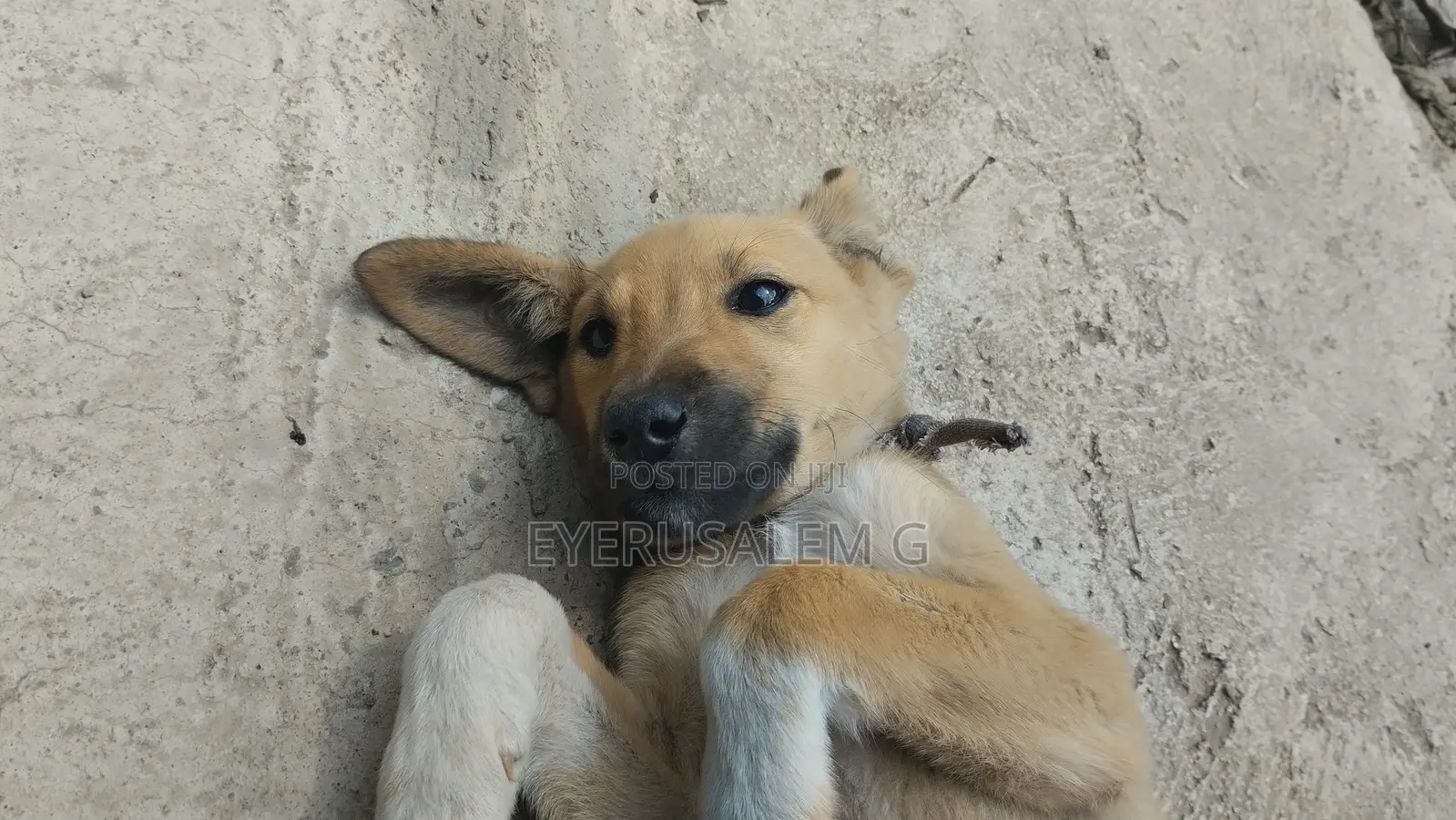 3-6 months Female Mixed Breed Dog
