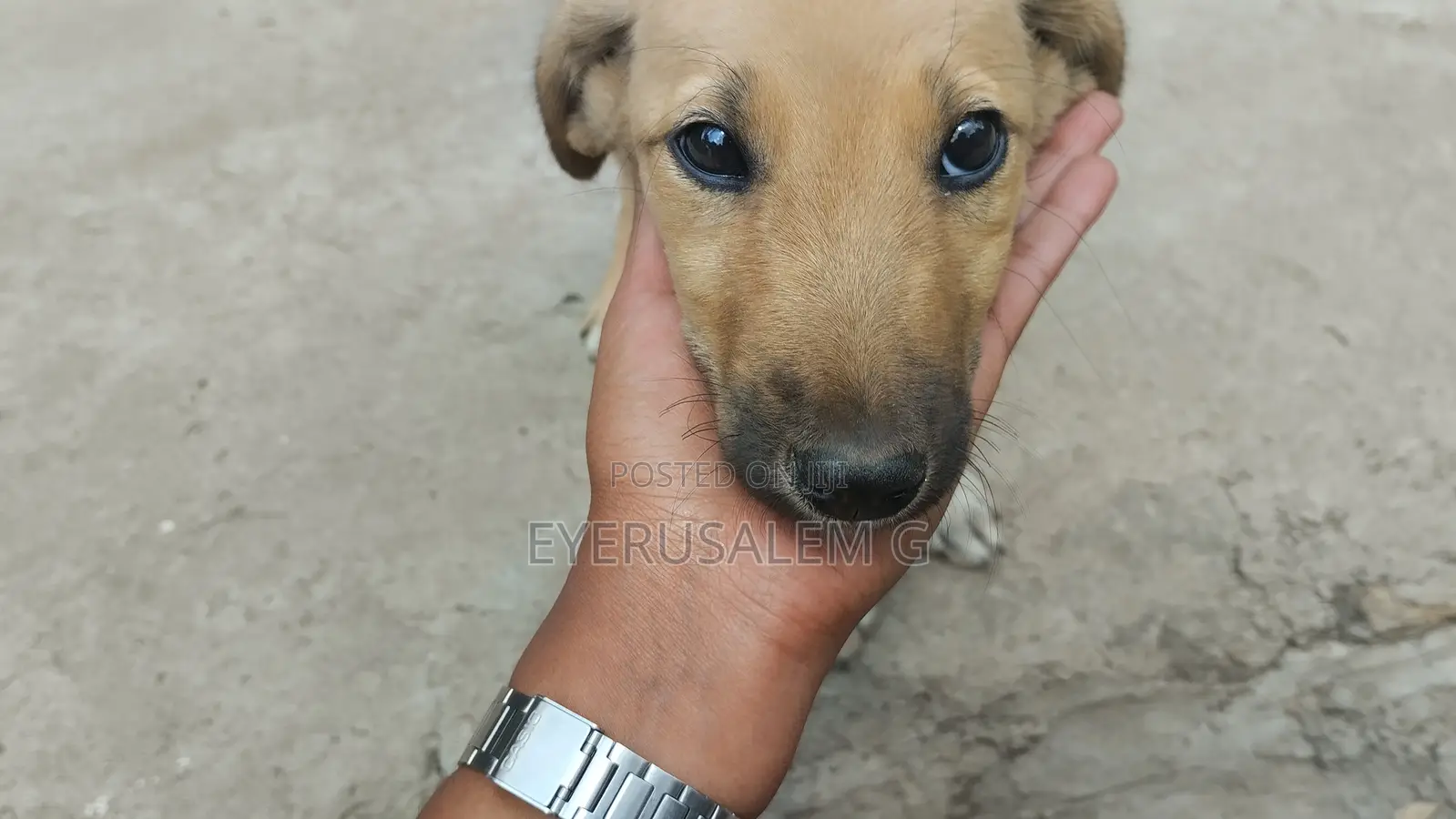 3-6 months Female Mixed Breed Dog