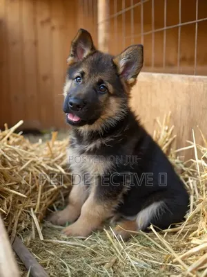 1-3 months Male Purebred German Shepherd
