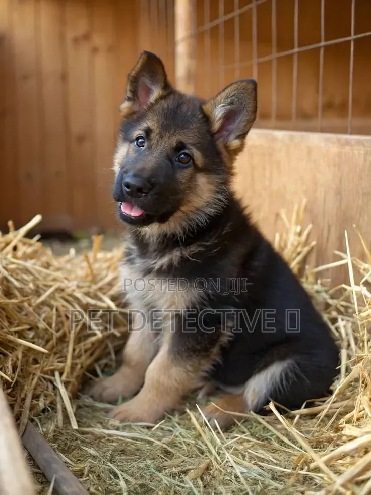 1-3 months Male Purebred German Shepherd