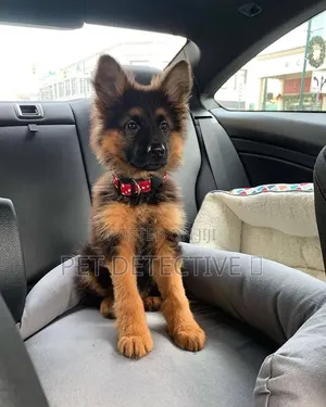 1-3 months Male Purebred German Shepherd