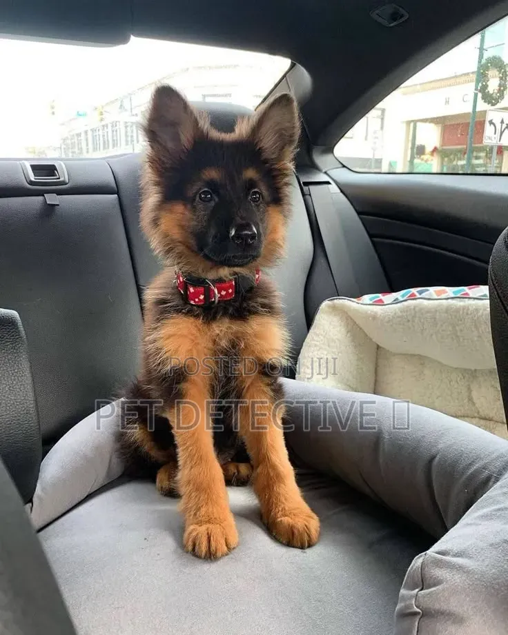 1-3 months Male Purebred German Shepherd