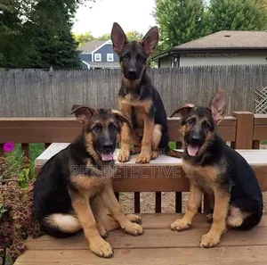 1-3 months Male Purebred German Shepherd