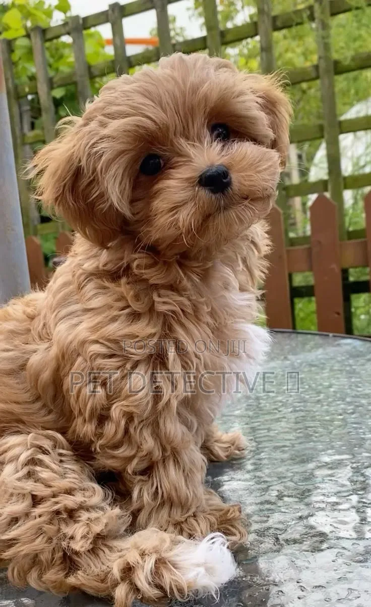 1-3 months Male Purebred Poodle