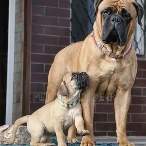 1-3 months Male Purebred Bullmastiff