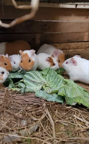Guinea Pig