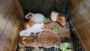 Guinea Pig
