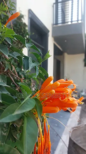 4bdrm House in Oromia, East Shewa for rent