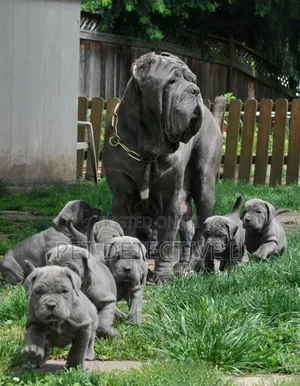 1-3 months Male Purebred Neapolitan Mastiff