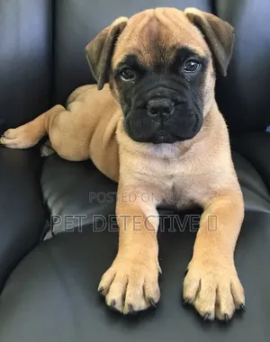 1-3 months Male Purebred Bullmastiff