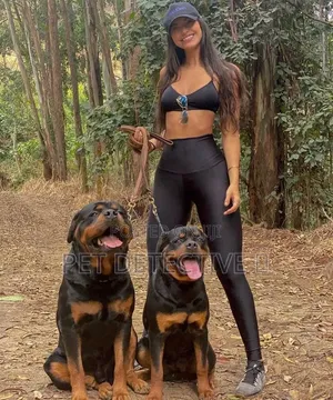 1-3 months Male Purebred Rottweiler