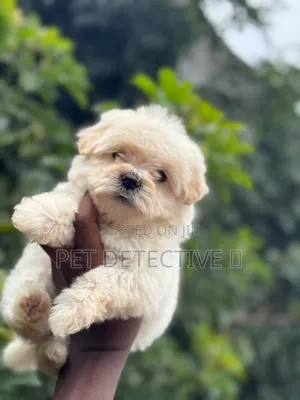 1-3 months Male Purebred Maltese