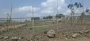 የሚሸጥ የሊዝ መሬት