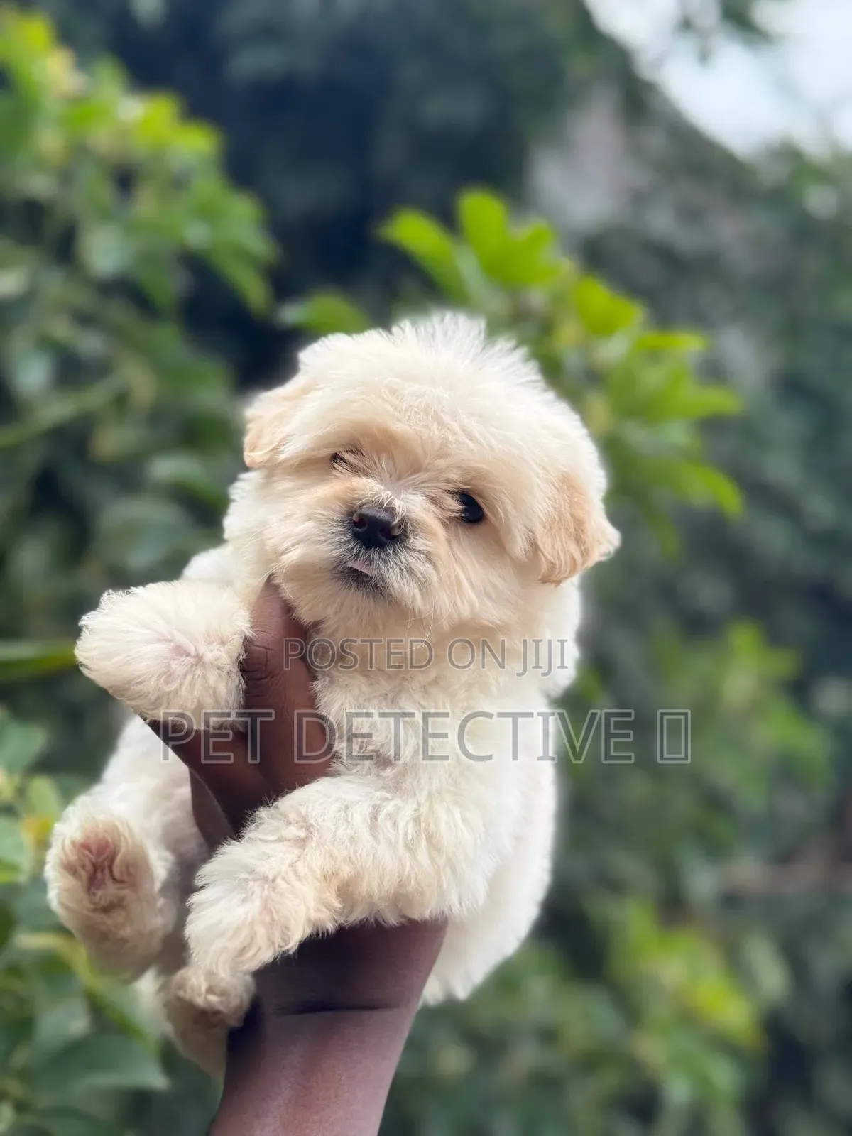 1-3 months Male Purebred Maltese