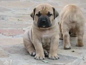 1-3 months Male Purebred Boerboel