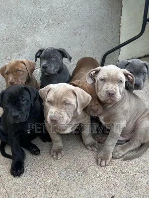 1-3 months Male Purebred American Bully