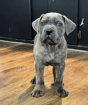 1-3 months Male Purebred Cane Corso