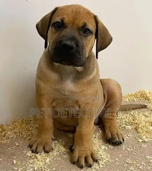 1-3 months Male Purebred Boerboel