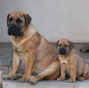 1-3 months Male Purebred Boerboel
