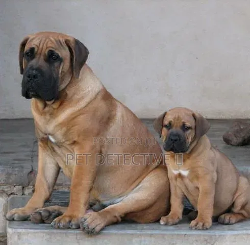 1-3 months Male Purebred Boerboel