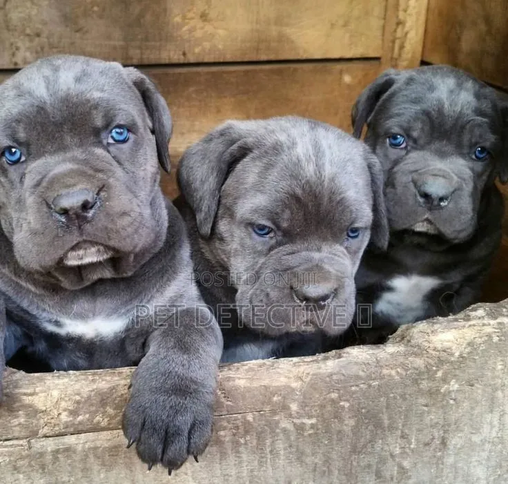 1-3 months Male Purebred Cane Corso