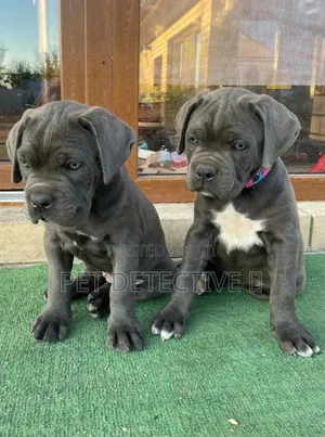 1-3 months Male Purebred Cane Corso