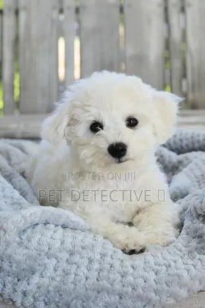 1-3 months Male Purebred Maltese