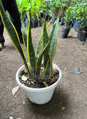 Plants for Home and Office