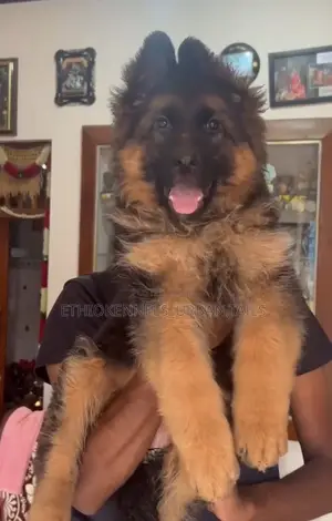 3-6 months Female Purebred German Shepherd