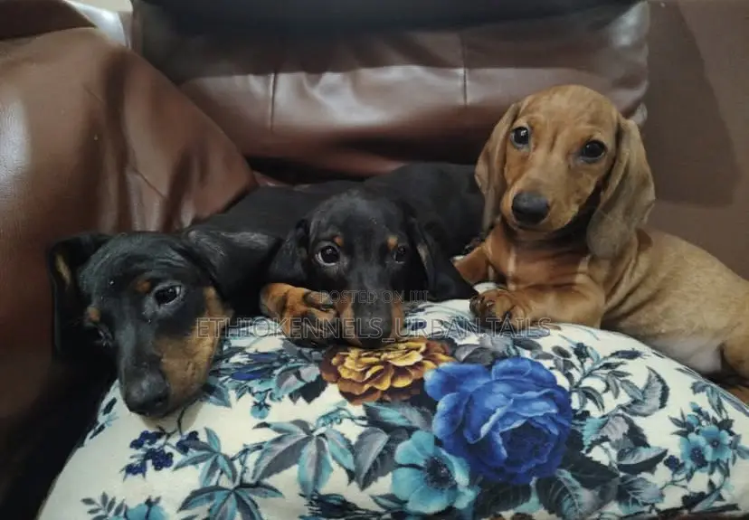 1-3 months Male Purebred Dachshund