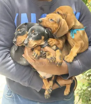 1-3 months Male Purebred Dachshund