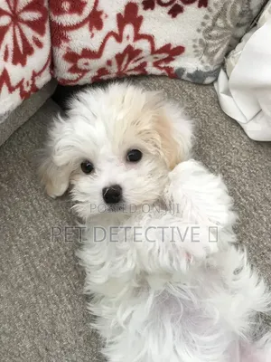 1-3 months Male Purebred Maltipoo