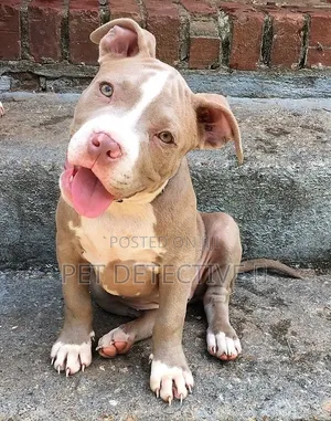1-3 months Male Purebred American Pit Bull Terrier