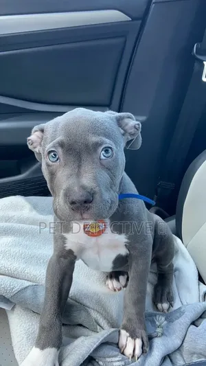 1-3 months Male Purebred American Pit Bull Terrier