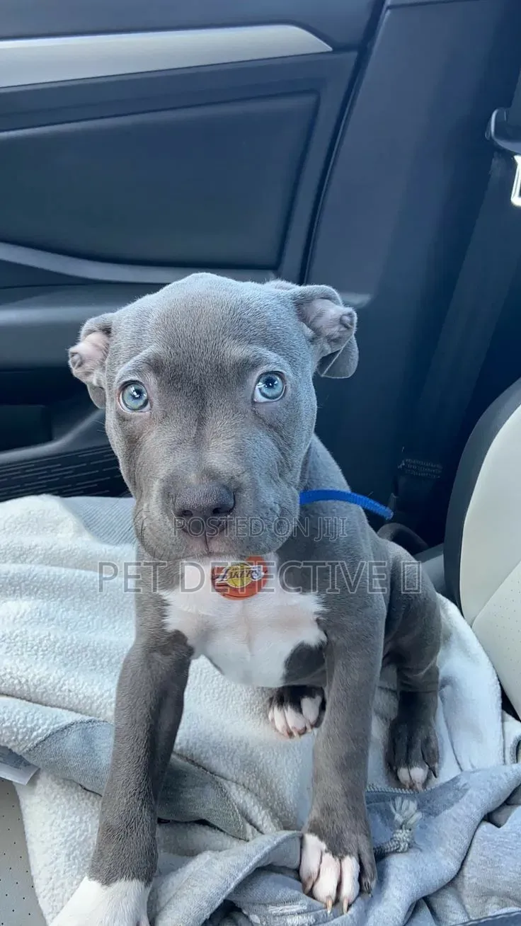 1-3 months Male Purebred American Pit Bull Terrier