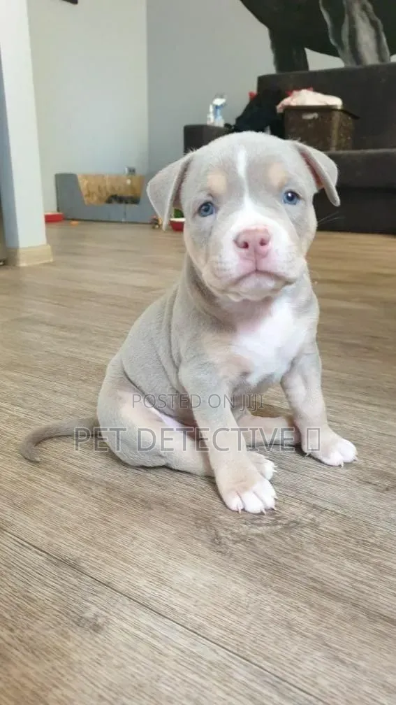 1-3 months Male Purebred American Pit Bull Terrier