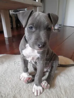 1-3 months Male Purebred American Pit Bull Terrier