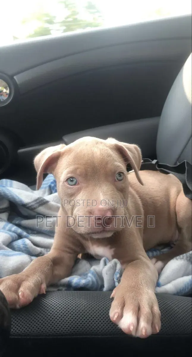 1-3 months Male Purebred American Pit Bull Terrier