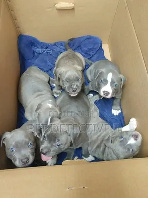 1-3 months Male Purebred American Pit Bull Terrier