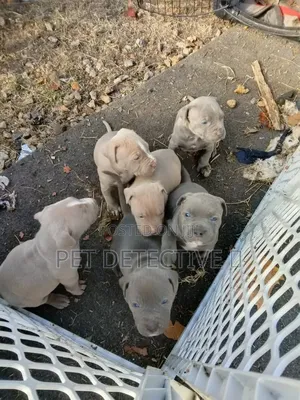 1-3 months Male Purebred American Pit Bull Terrier