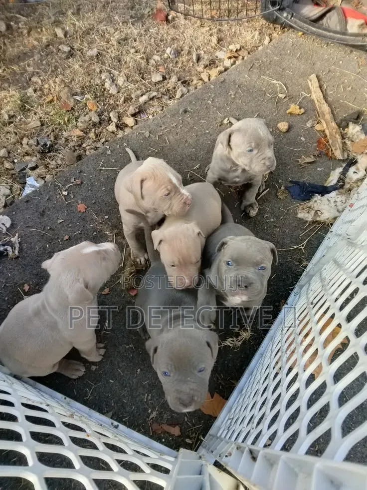 1-3 months Male Purebred American Pit Bull Terrier