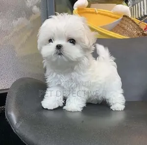 1-3 months Male Purebred Yorkipoo